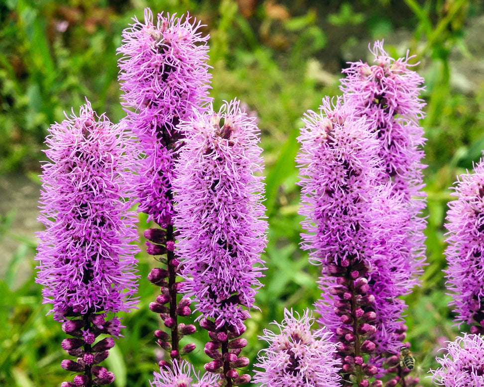Liatris 'Kobold'