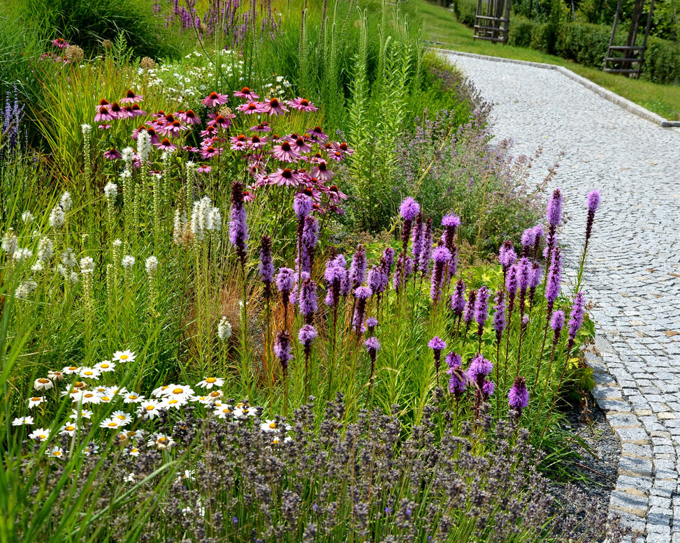 Liatris 'Kobold'