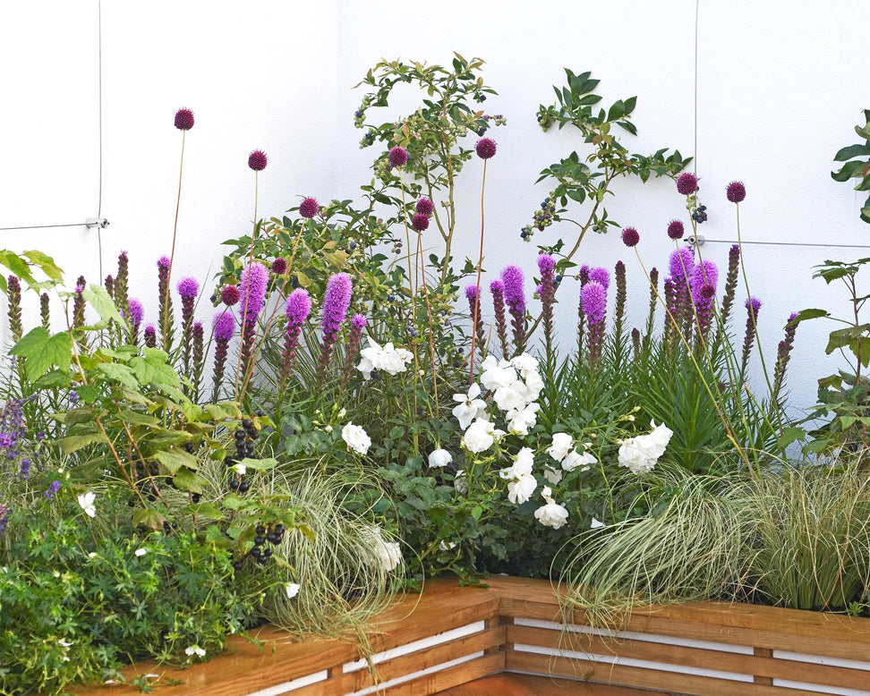 Liatris 'Kobold'