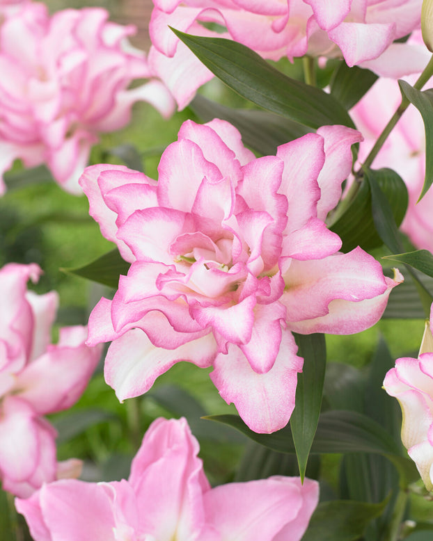 Lily 'Roselily Anouska'