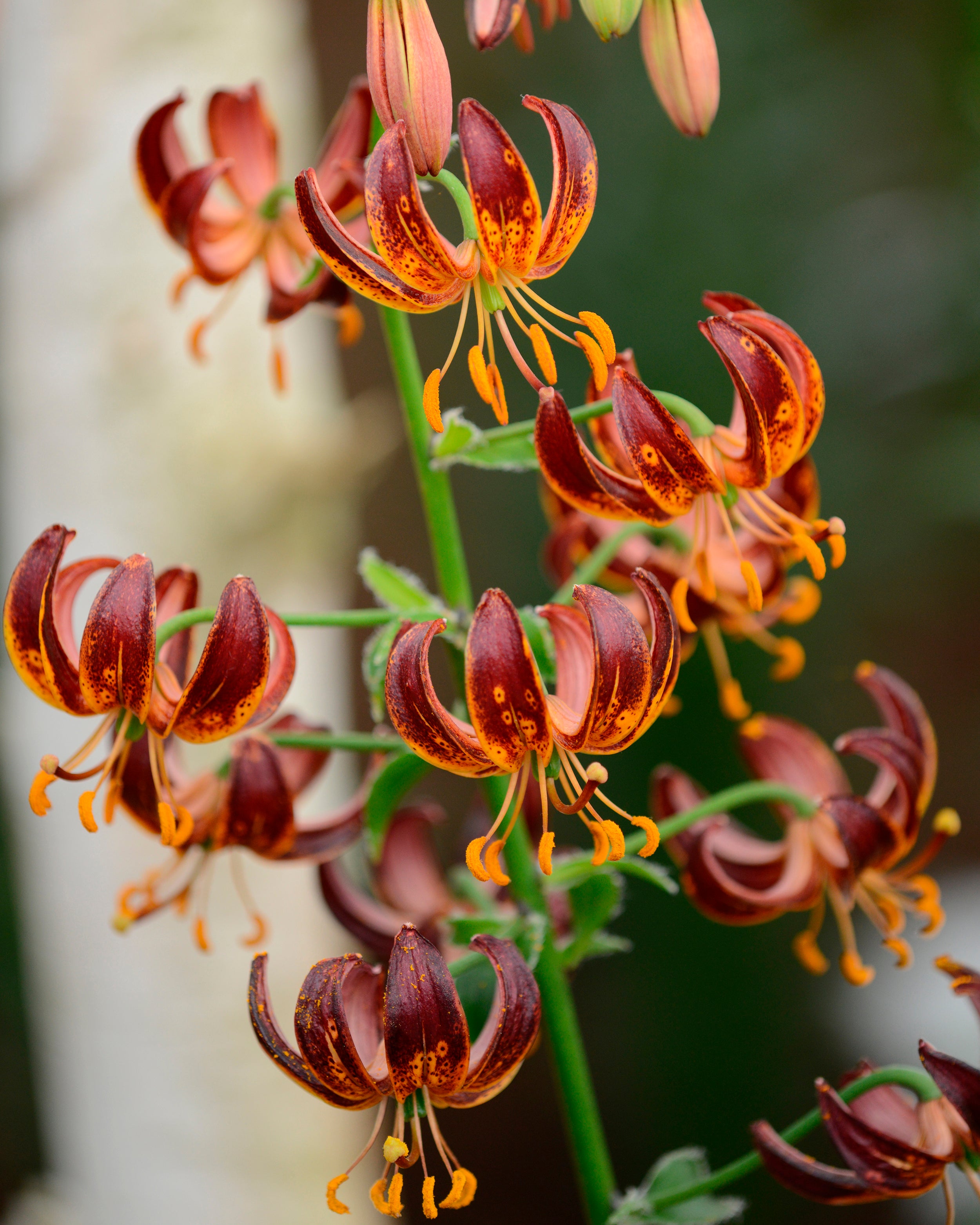 Knight Rider Lily Lily martagon 'Arabian Knight' bulbs | Buy Turk's cap lilies online at ...