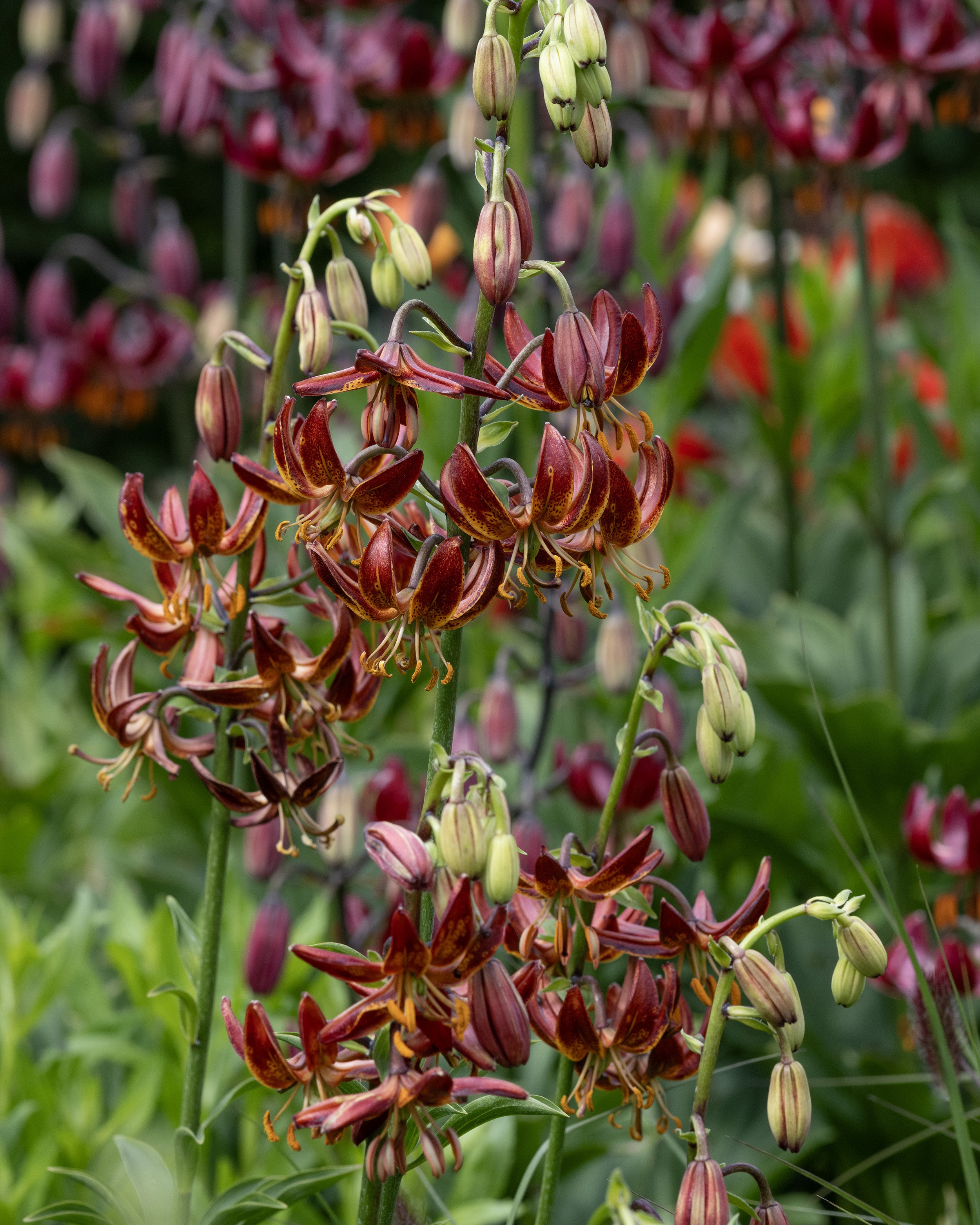 Knight Rider Lily Lily martagon 'Arabian Knight' bulbs | Buy Turk's cap lilies online at ...