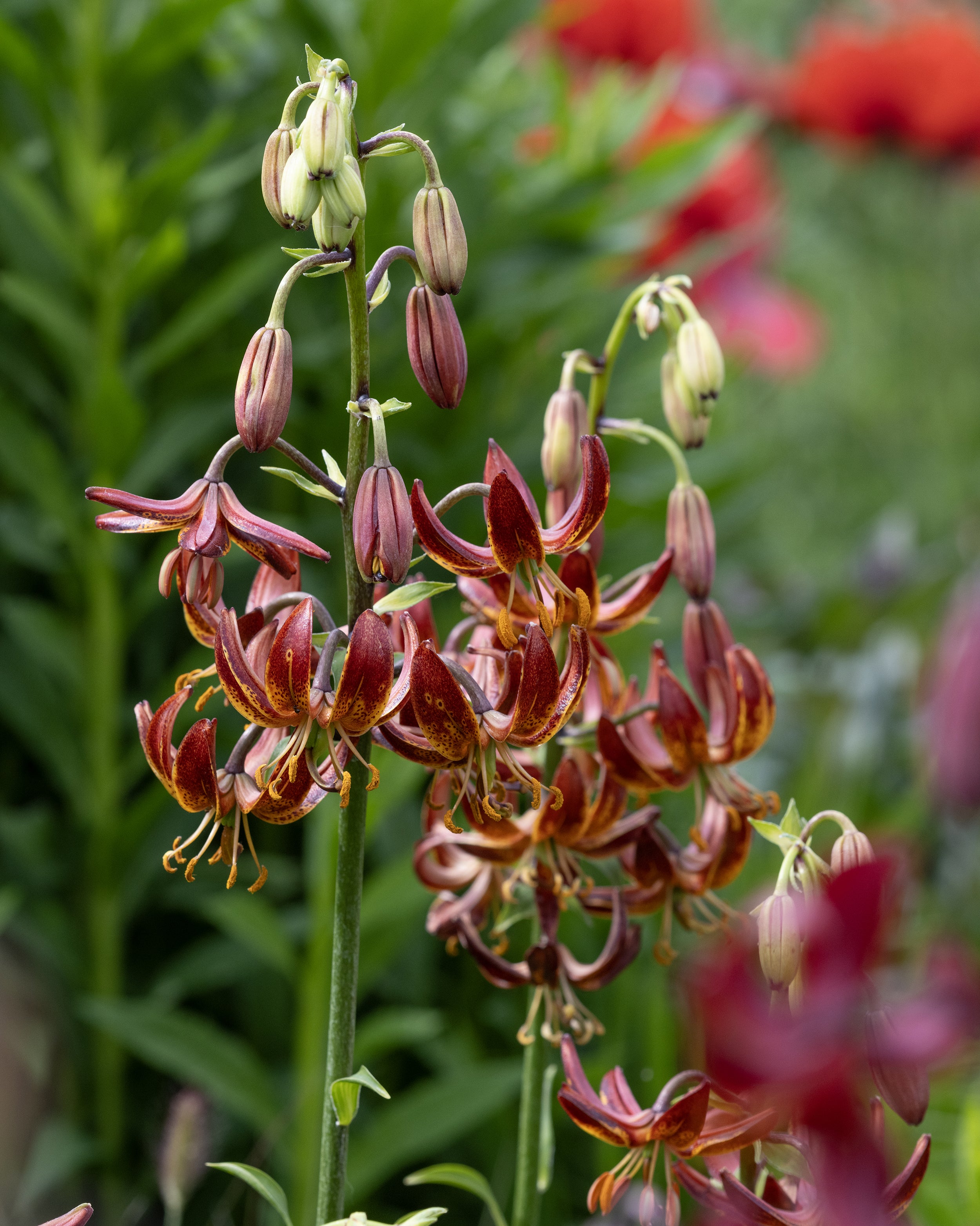 Knight Rider Lily Lily martagon 'Arabian Knight' bulbs | Buy Turk's cap lilies online at ...