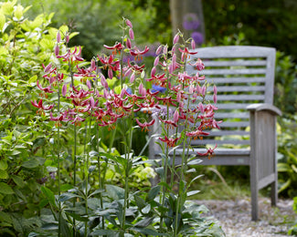 Lily 'Claude Shride'