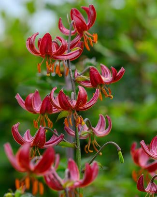 Lily 'Claude Shride'