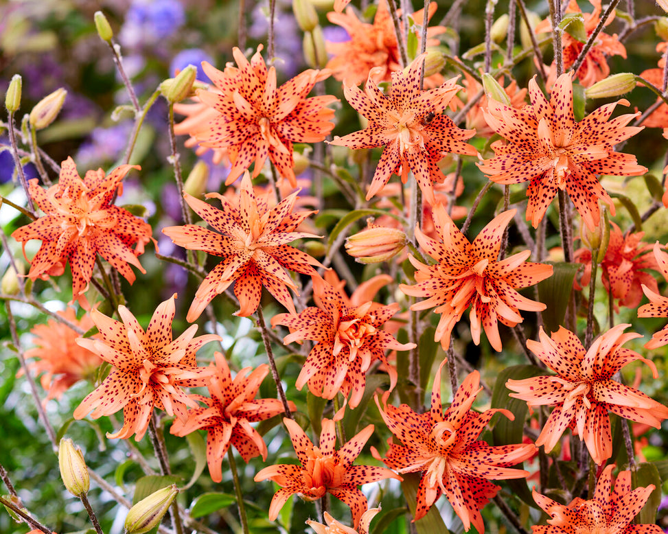 Lily 'Flore Pleno'