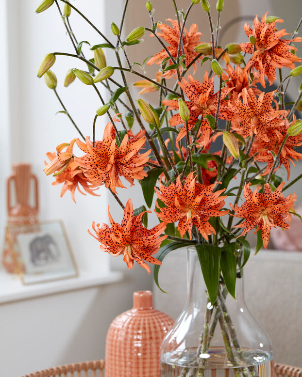 Lily 'Flore Pleno'