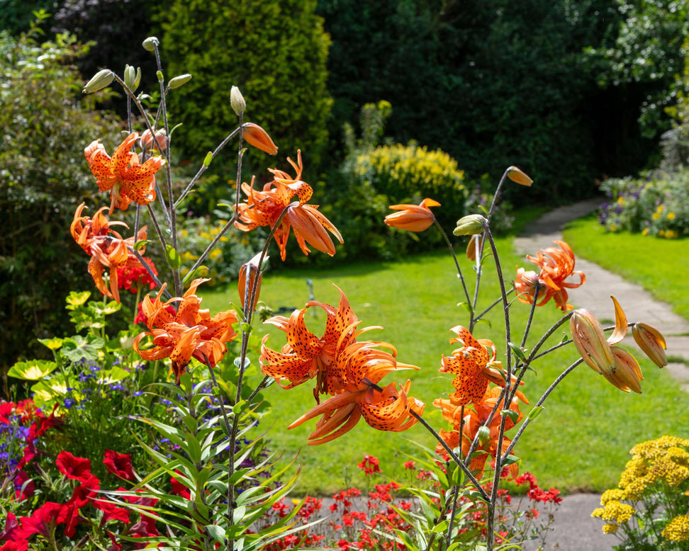 Lily 'Flore Pleno'