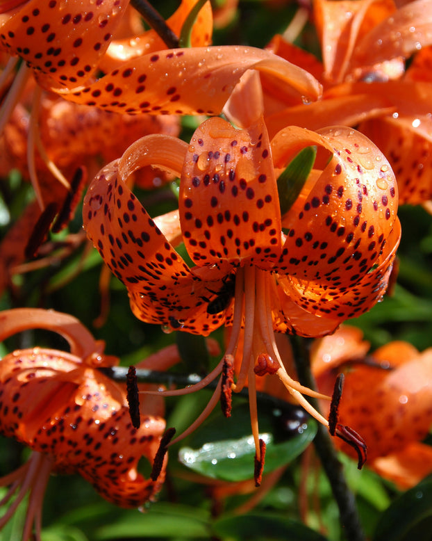 Lilium henryi