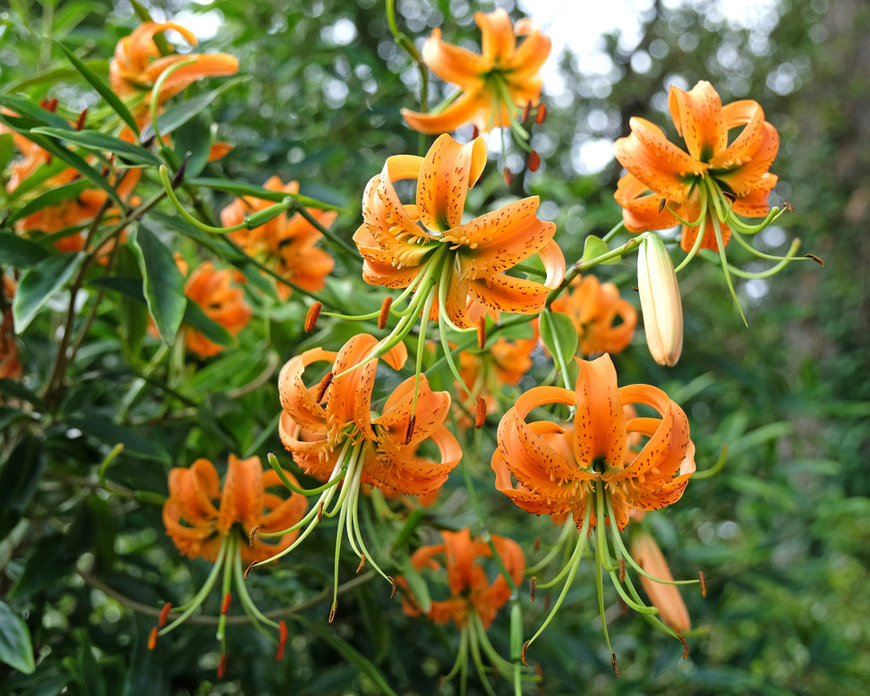 Lilium henryi