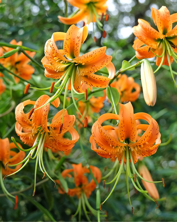 Lilium henryi