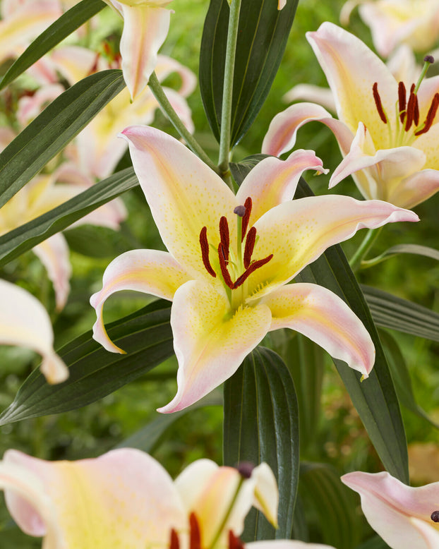 Lily 'Hocus Pocus'