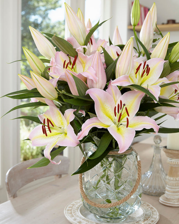 Lily 'Hocus Pocus'