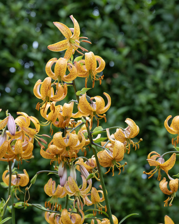 Lily 'Terrace City'