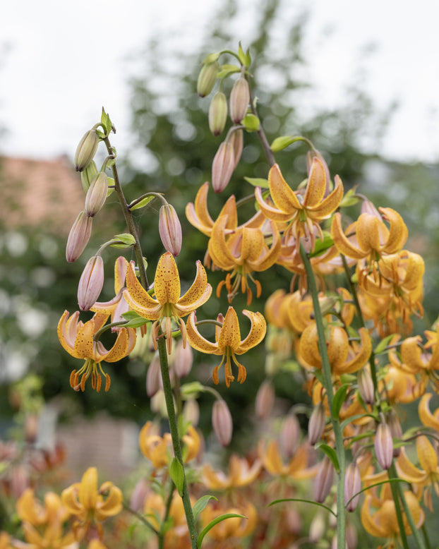 Lily 'Terrace City'