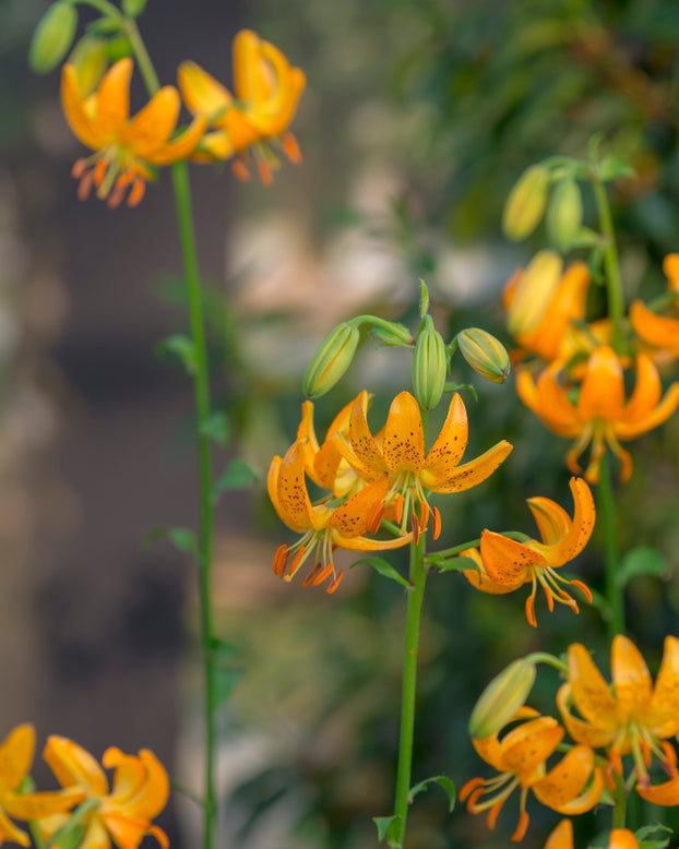 Lily 'Terrace City'