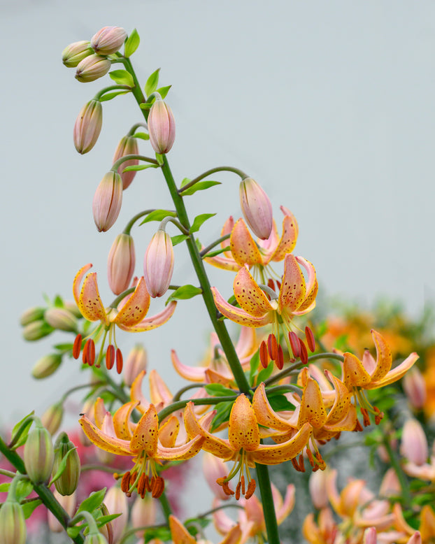 Lily 'Terrace City'