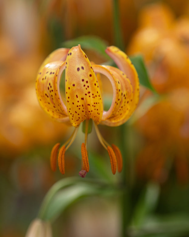 Lily 'Terrace City'