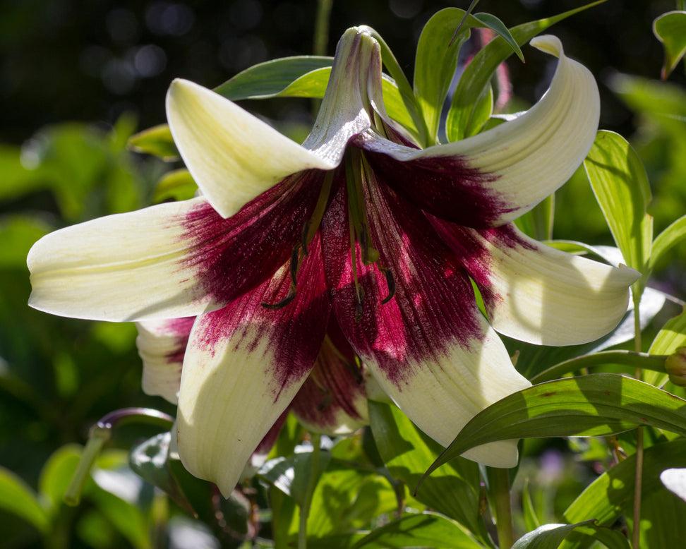 Lilium nepalense