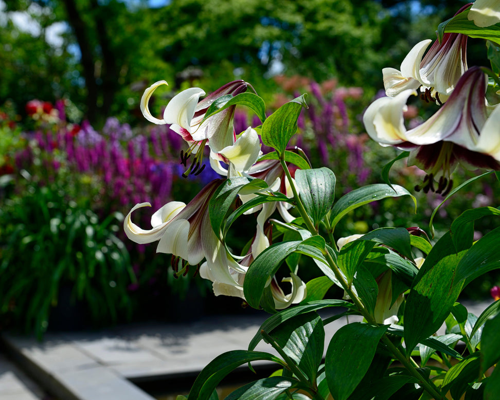 Lilium nepalense