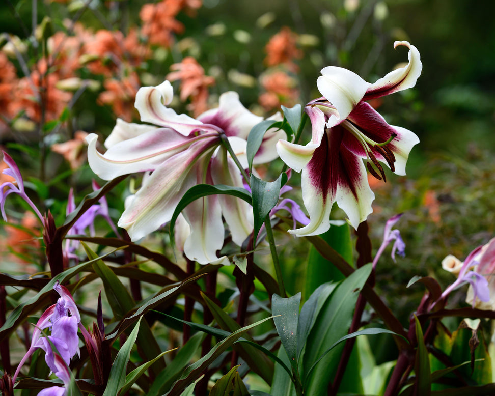 Lilium nepalense