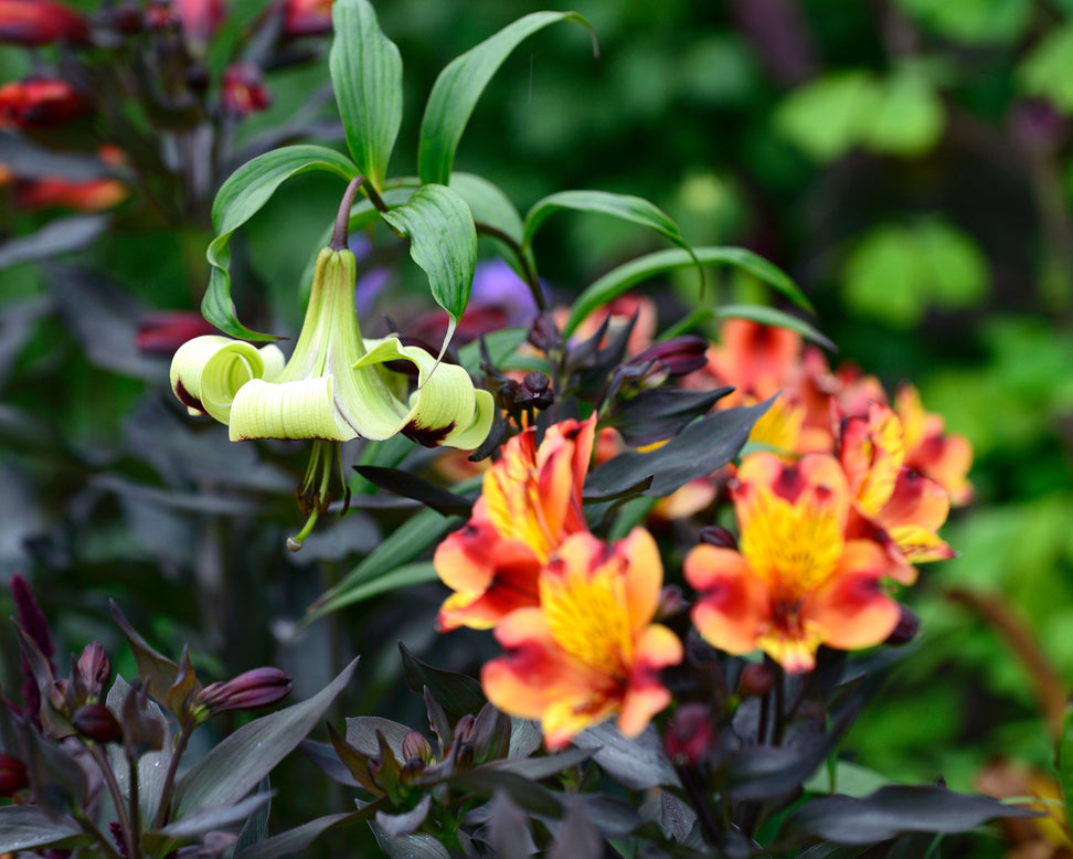 Lilium nepalense