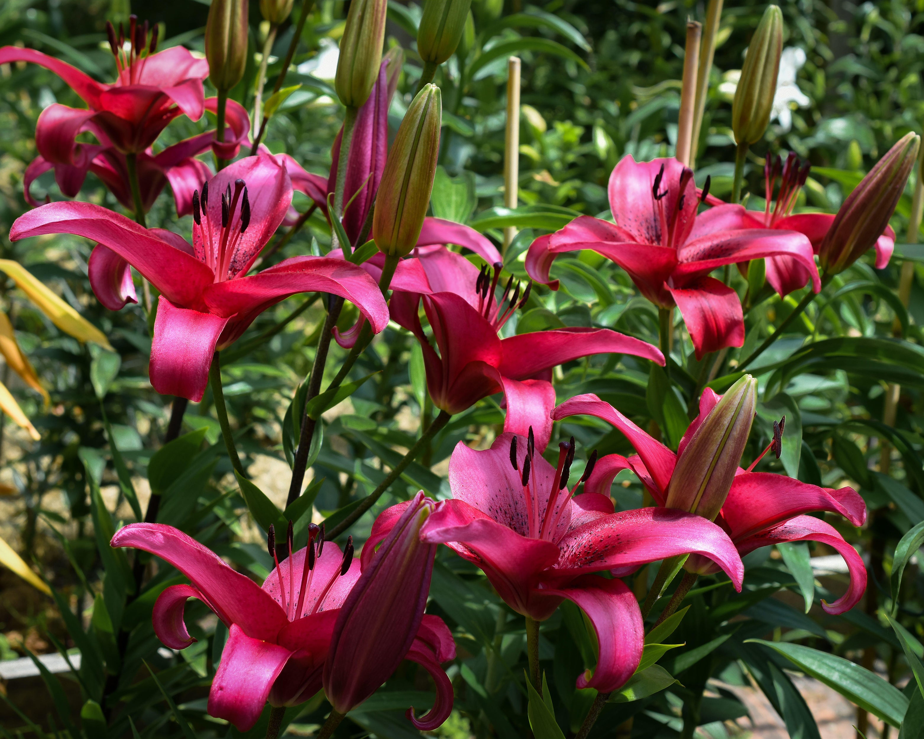 Lily Raign Lily 'November Rain' bulbs | Buy online at Farmer Gracy UK