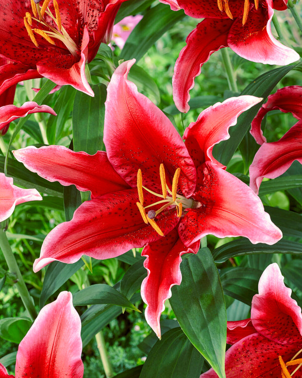 Lily 'Red Flash'