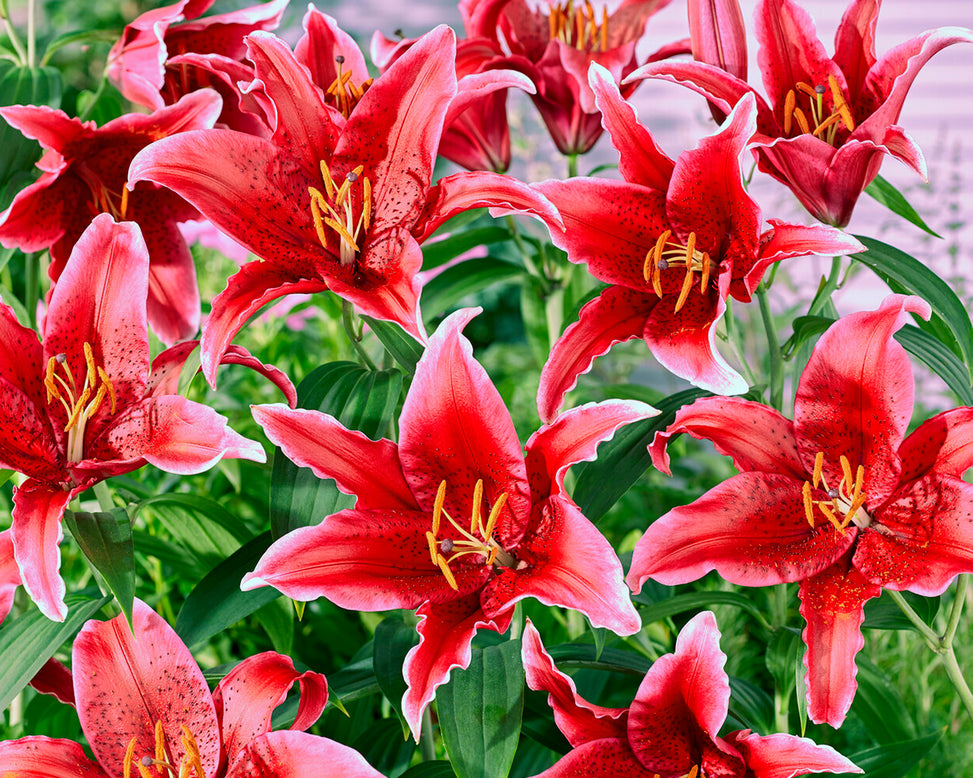 Lily 'Red Flash'
