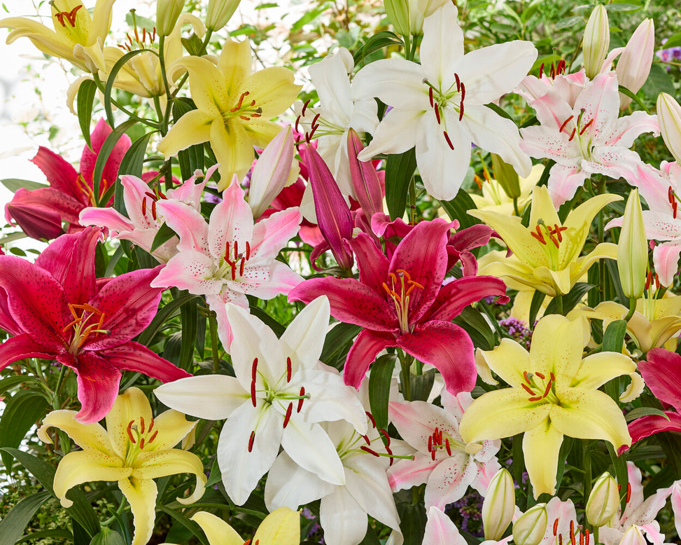 Lily 'Red Flash'