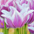 Lily-flowering tulips