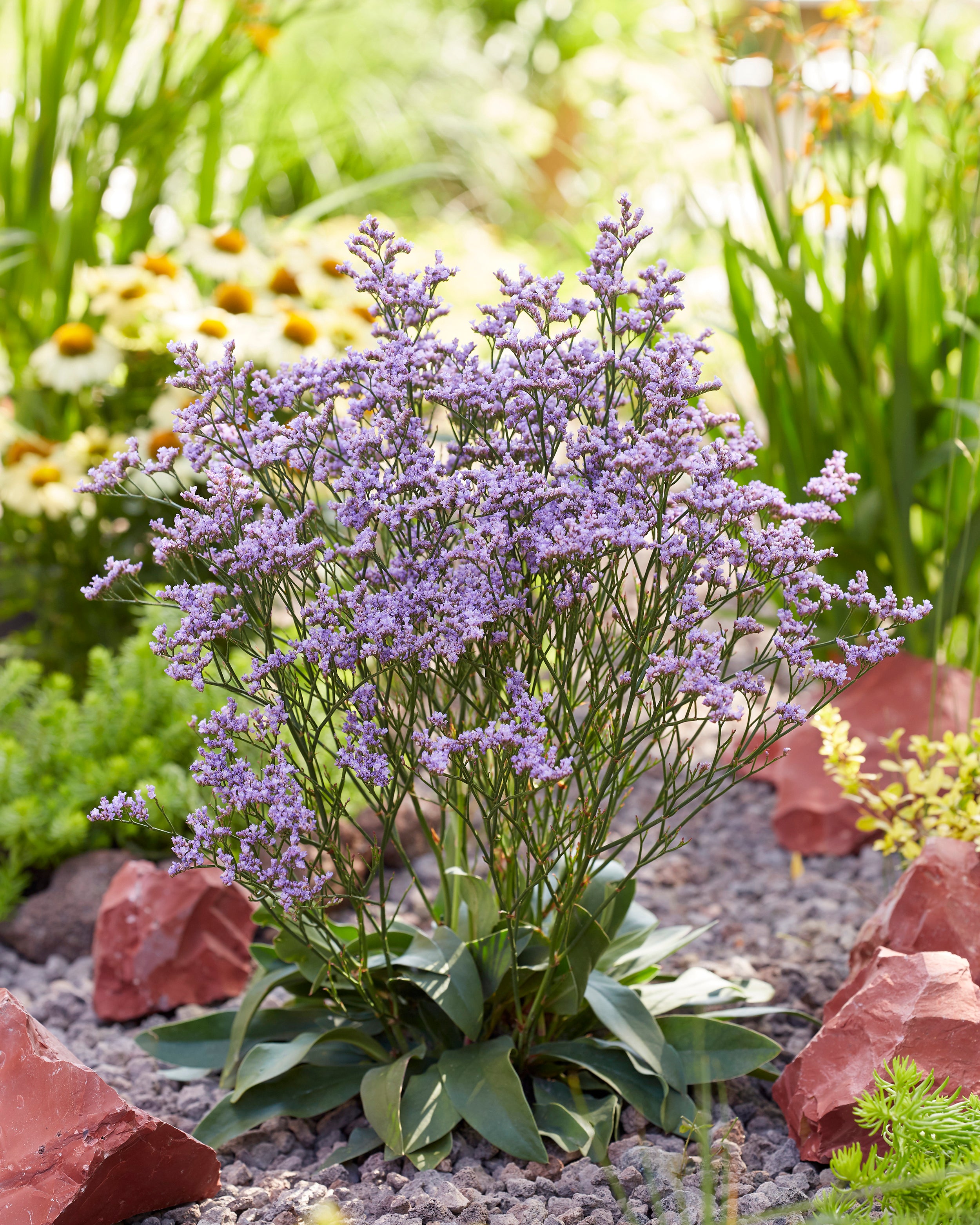 Mauve Rocks Limonium 'Dazzle Rocks' bare roots | Buy mauve-blue sea lavender online ...