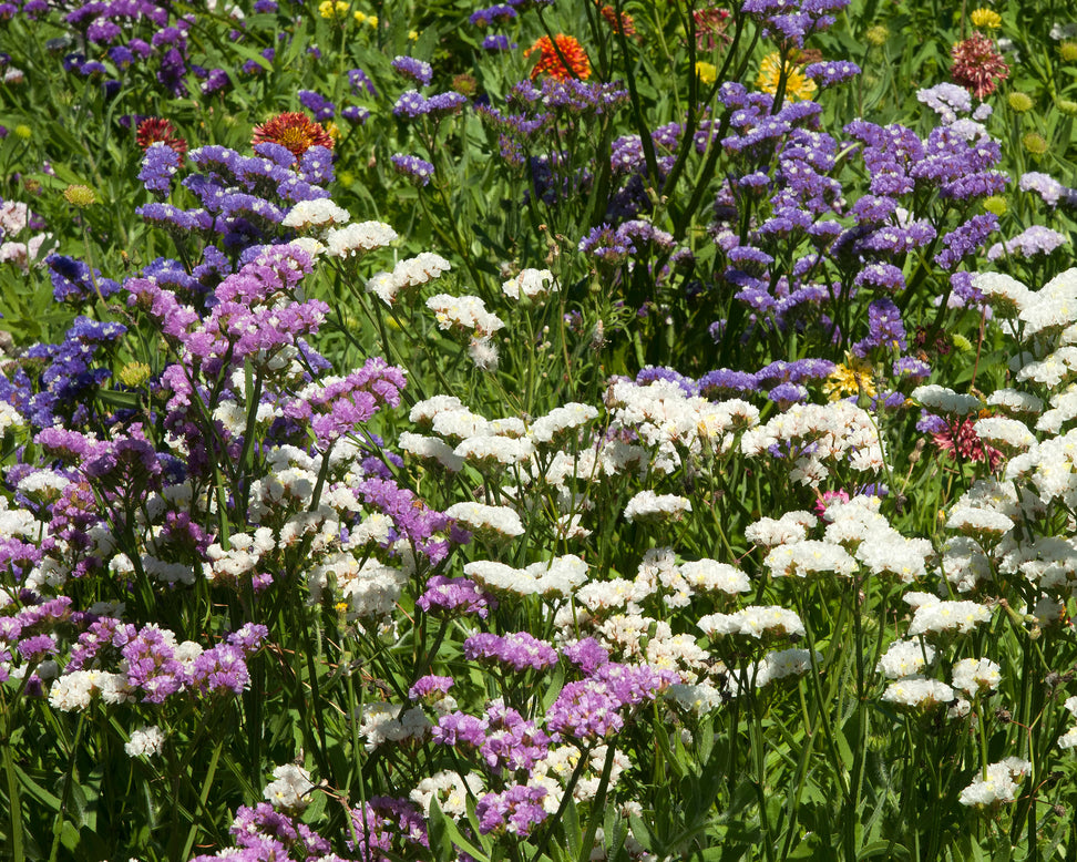 Limonium perezii