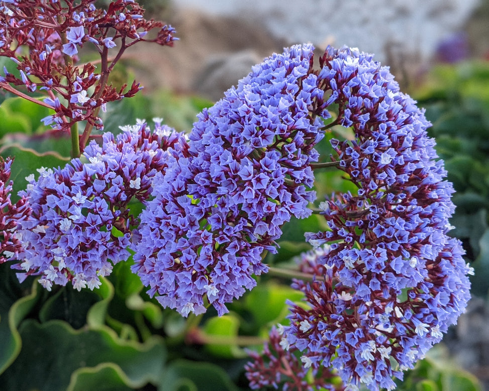 Limonium perezii