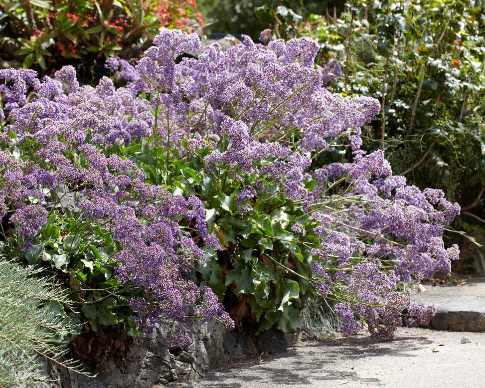 Limonium perezii
