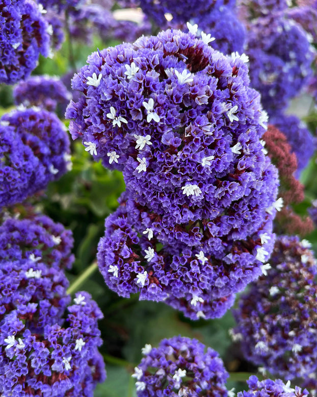 Limonium perezii
