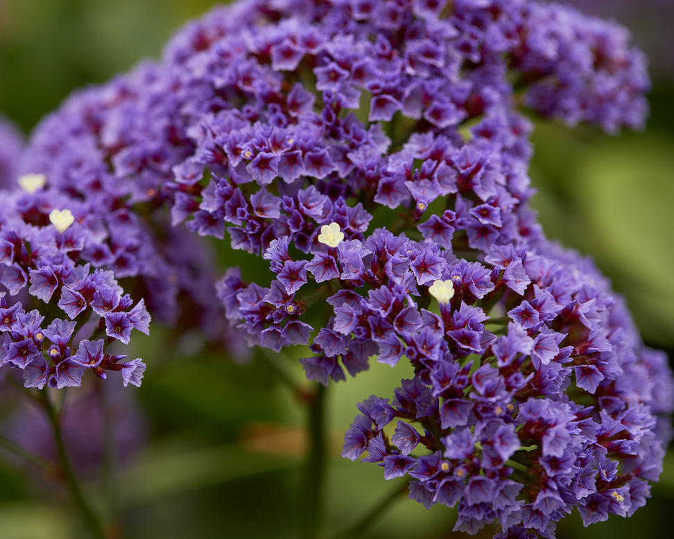 Limonium perezii