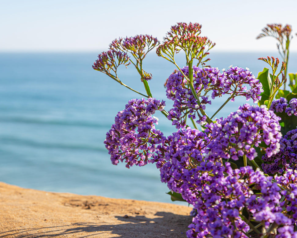 Limonium perezii
