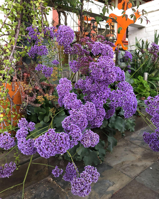 Limonium perezii