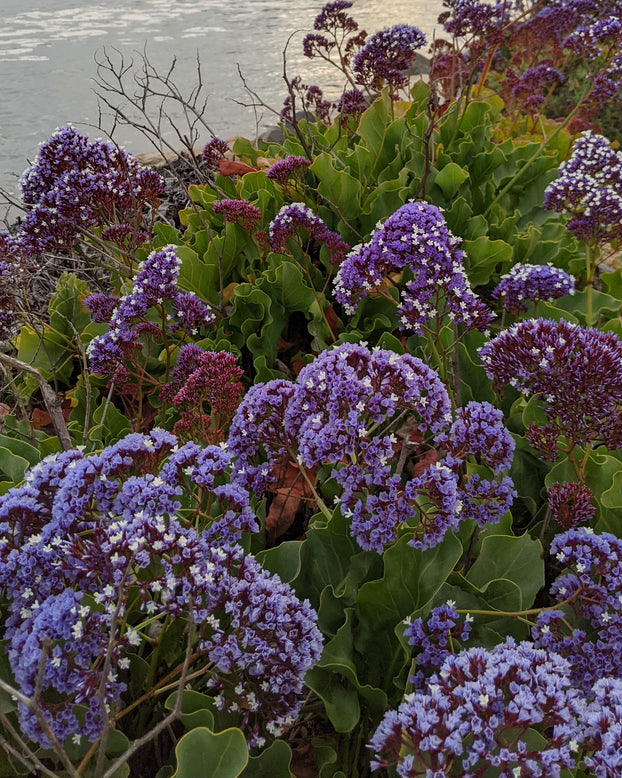 Limonium perezii