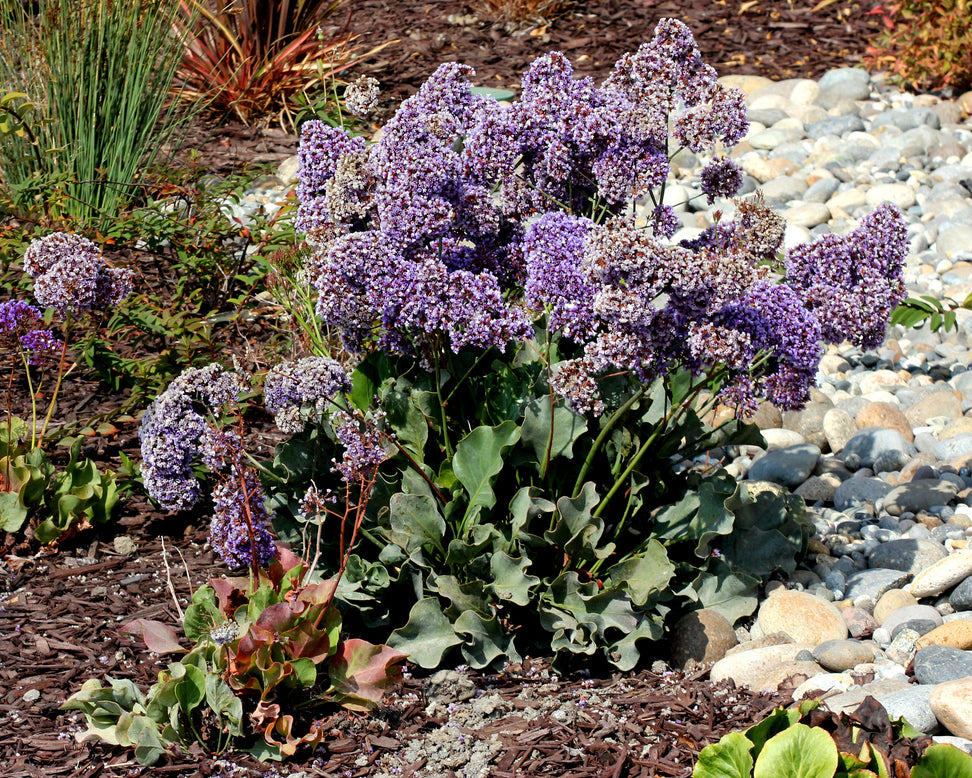 Limonium perezii