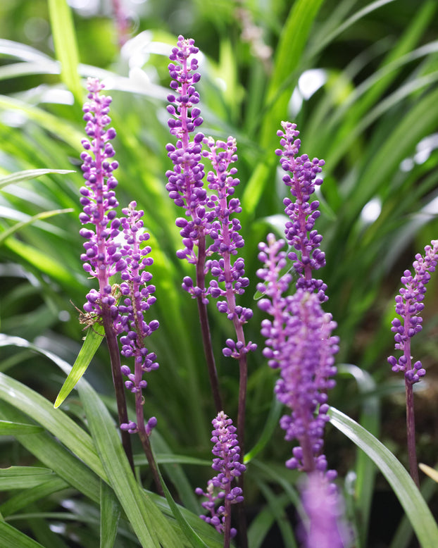 Liriope 'Royal Purple'
