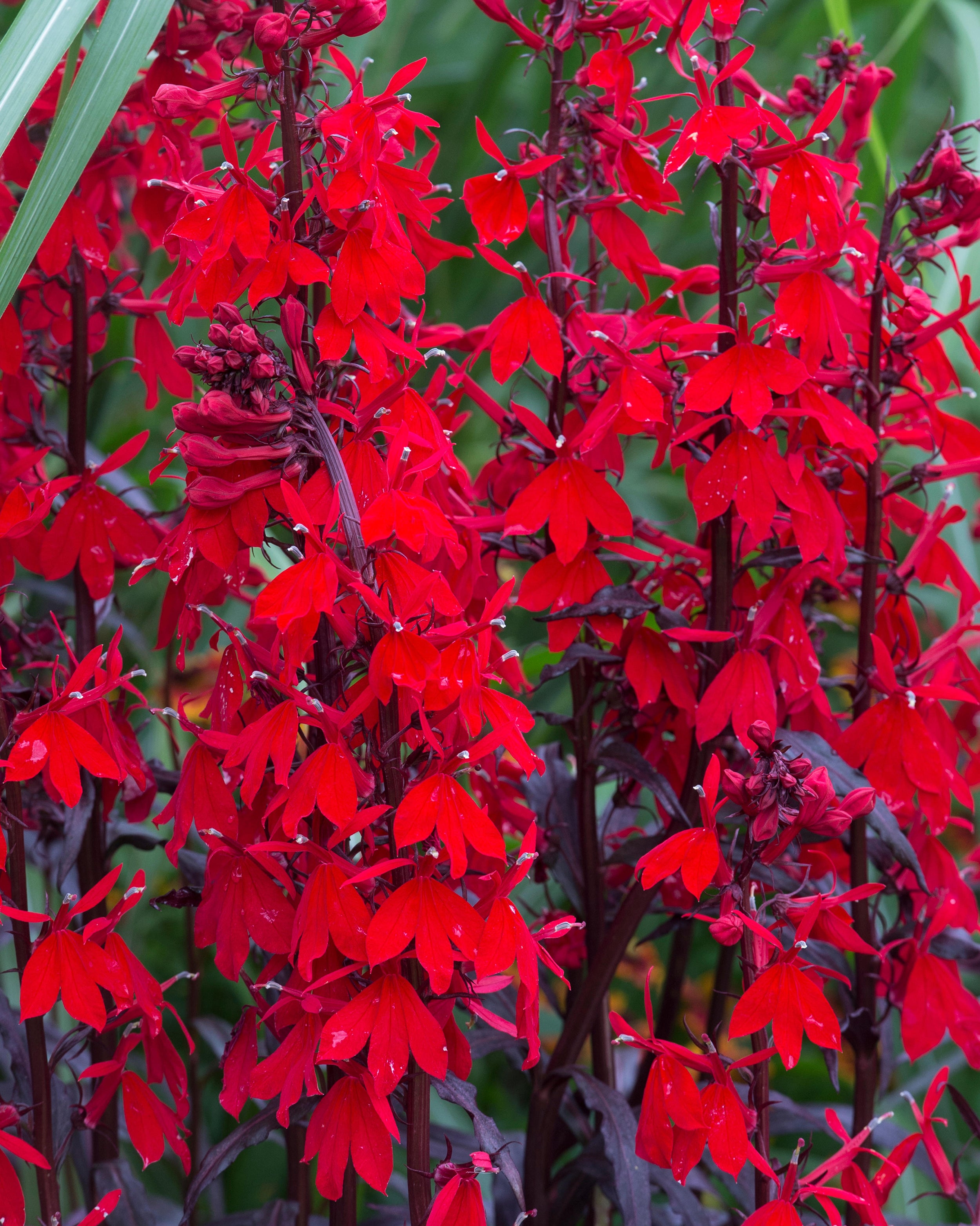 Labilea Lobelia × speciosa 'Fan Scarlet' bare roots | Buy online at Farmer Gracy UK