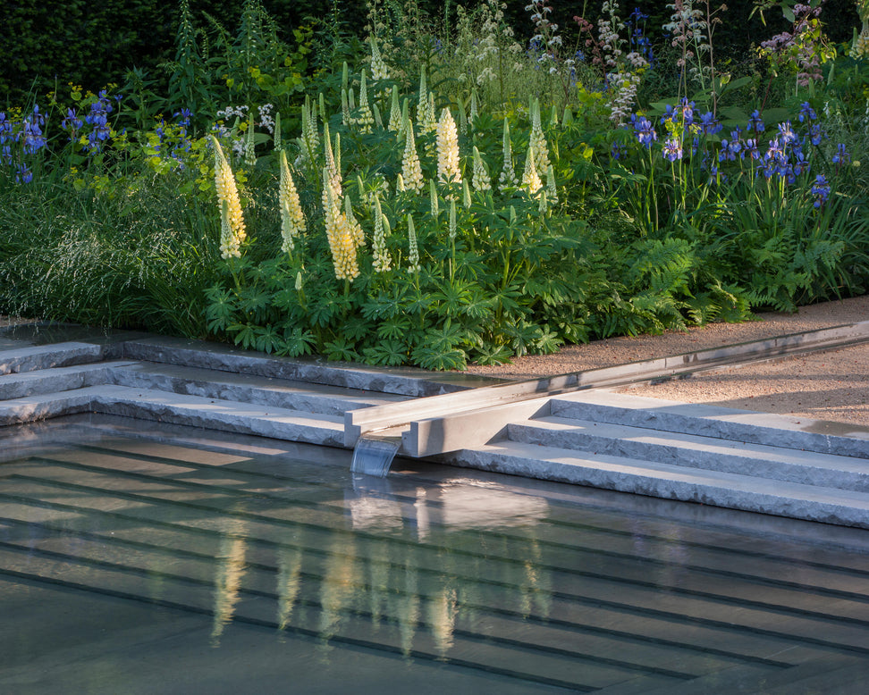 Lupinus 'Cashmere Cream'