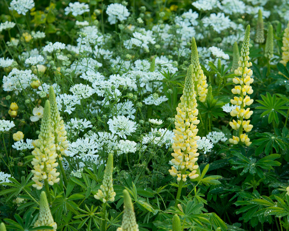 Lupinus 'Cashmere Cream'