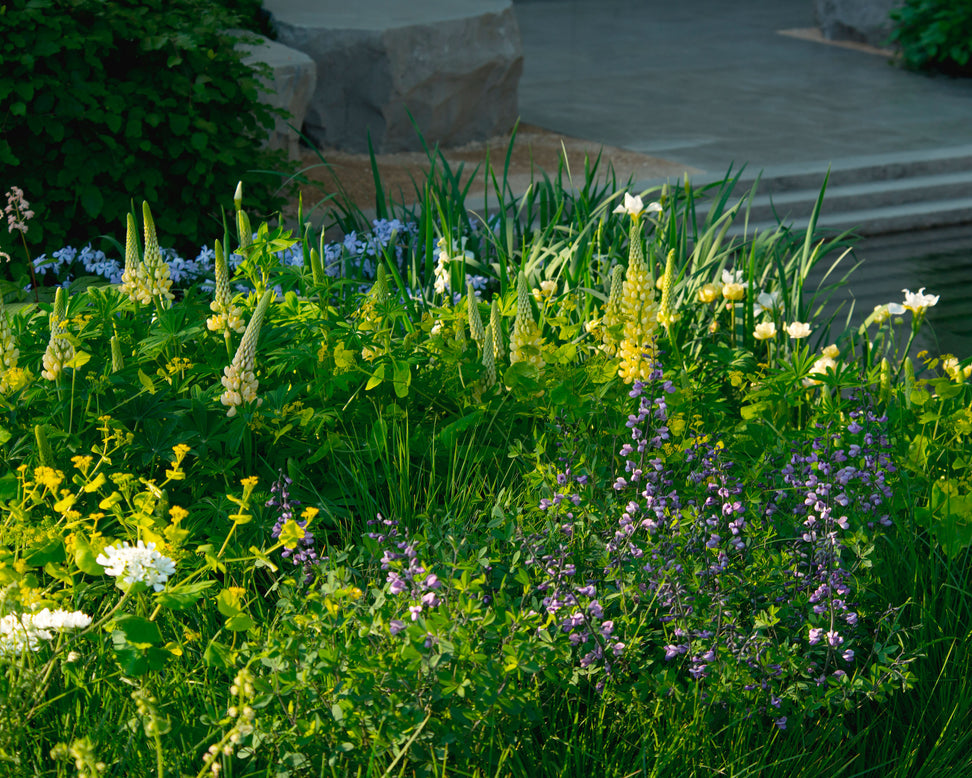 Lupinus 'Cashmere Cream'