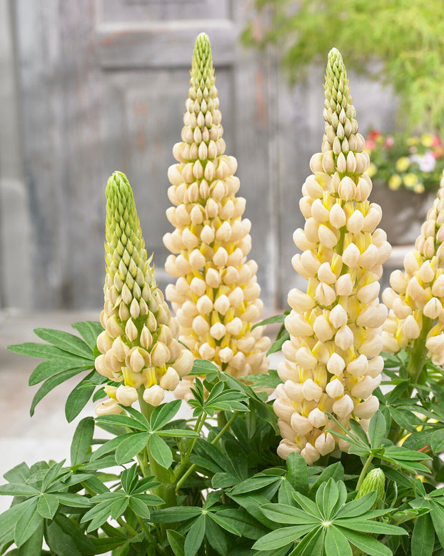 Lupinus 'Cashmere Cream'