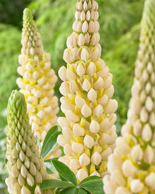 Lupinus 'Cashmere Cream'