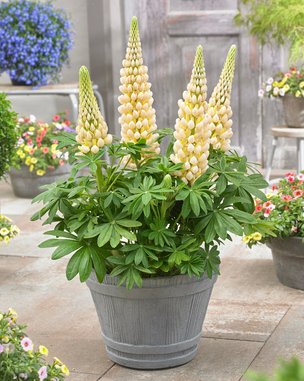 Lupinus 'Cashmere Cream'