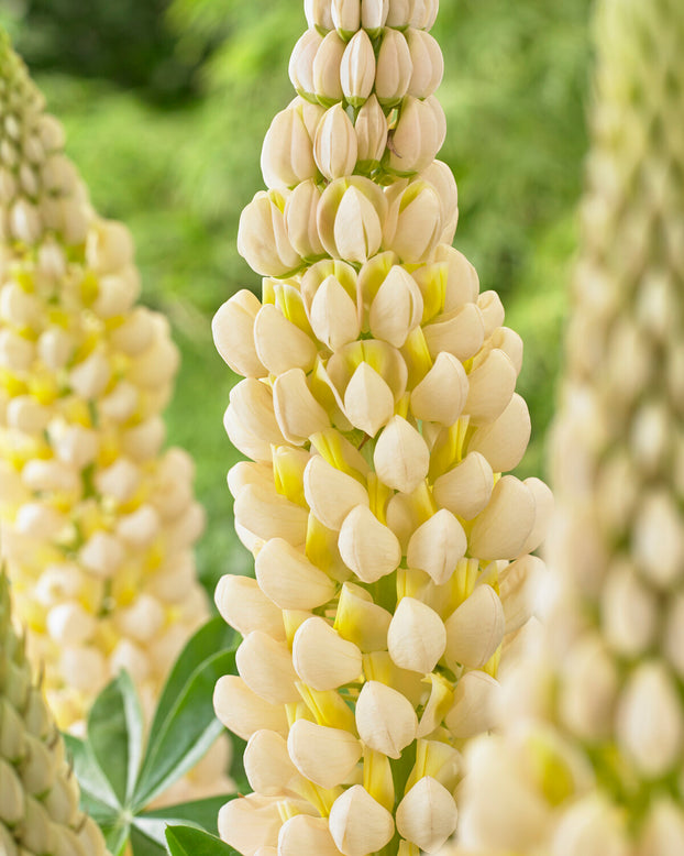 Lupinus 'Cashmere Cream'